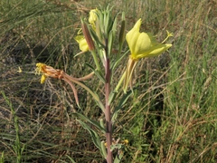 Oenothera elata hirsutissima
