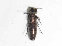 Agrilus vittaticollis