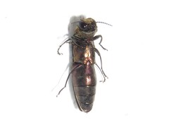 Agrilus vittaticollis
