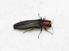 Agrilus vittaticollis