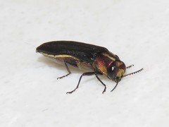 Agrilus vittaticollis