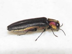 Agrilus vittaticollis
