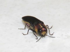 Agrilus vittaticollis