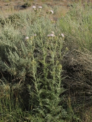 Cirsium mohavense