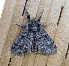 Dasychira grisefacta