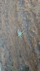 Tillandsia recurvata