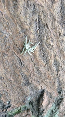 Tillandsia recurvata