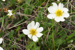 Dryas octopetala