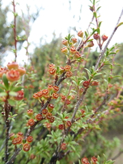 Kunzea robusta