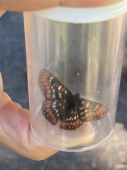 Euphydryas gillettii