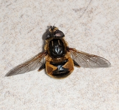 Helophilus lapponicus