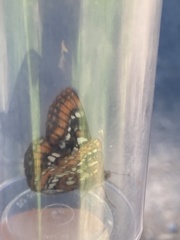 Euphydryas gillettii