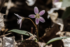 Claytonia caroliniana