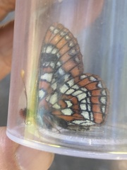 Euphydryas gillettii