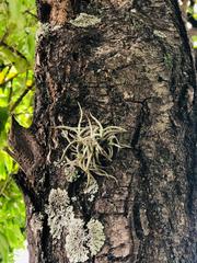 Tillandsia recurvata