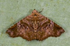 Aroana rubra