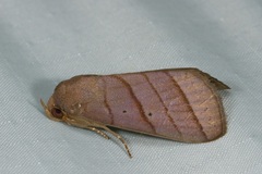 Asta quadrilinea