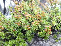Kunzea robusta