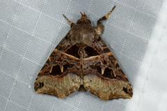 Avatha rufiscripta