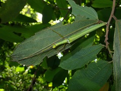 Marmessoidea rosea