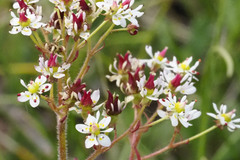 Micranthes nelsoniana