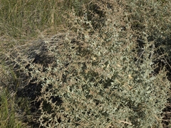 Atriplex torreyi torreyi