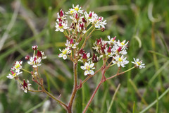 Micranthes nelsoniana