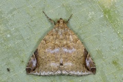 Bastilla circumsignata