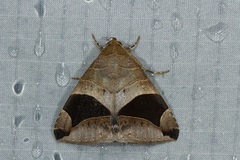 Bastilla flavipurpurea