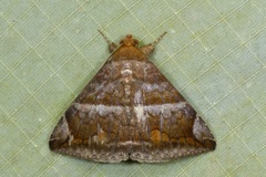 Buzara onelia
