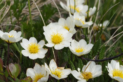 Dryas octopetala
