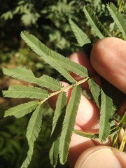 Acacia irrorata