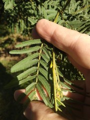 Acacia irrorata