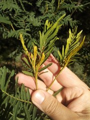 Acacia irrorata