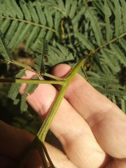 Acacia irrorata