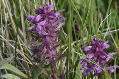 Pedicularis verticillata