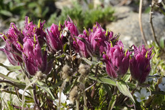 Castilleja elegans