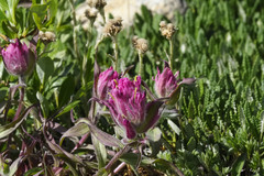 Castilleja elegans