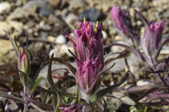 Castilleja elegans