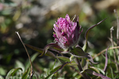 Castilleja elegans