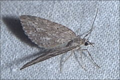 Microdes villosata