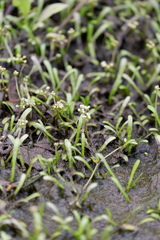 Lilaeopsis chinensis