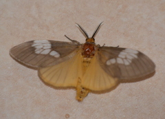Palasea albimacula