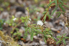 Rhododendron tomentosum