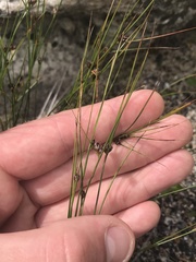 Oreojuncus trifidus