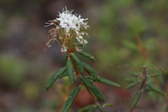 Rhododendron tomentosum
