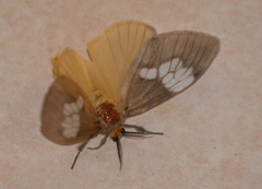 Palasea albimacula