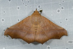 Chilkasa falcata