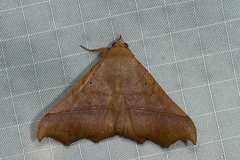 Chilkasa falcata