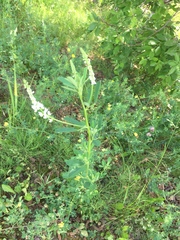 Melilotus albus